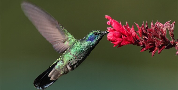 colibri-hummingbird.jpg